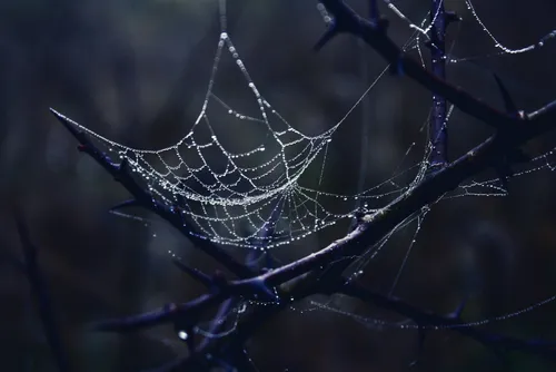 How is Surface Web Intelligence different from Dark Web Intelligence? How is Surface Web Intelligence different from Dark Web Intelligence?